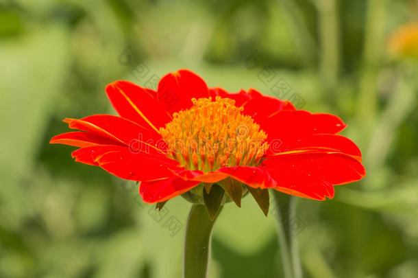 花园里的紫荆花