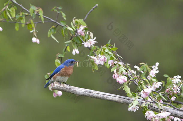 栖息在粉红色花朵中的东方蓝鸟