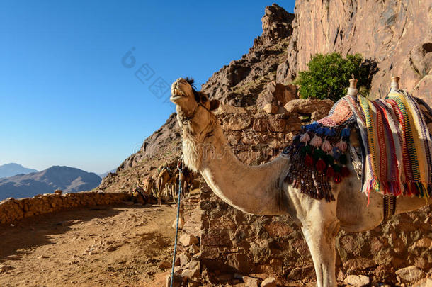 埃及，<strong>西</strong>奈，<strong>摩西</strong>山。朝圣者爬上<strong>摩西</strong>山的路，路上有一只骆驼。