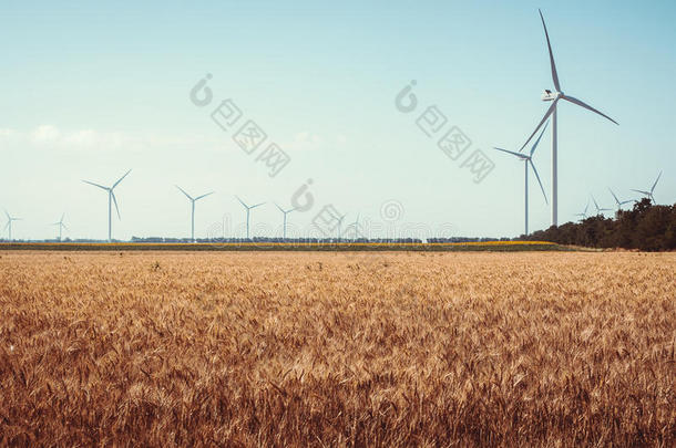 麦田和生态能源、风力涡轮机