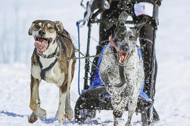 雪橇狗在速度比赛，莫斯，瑞士