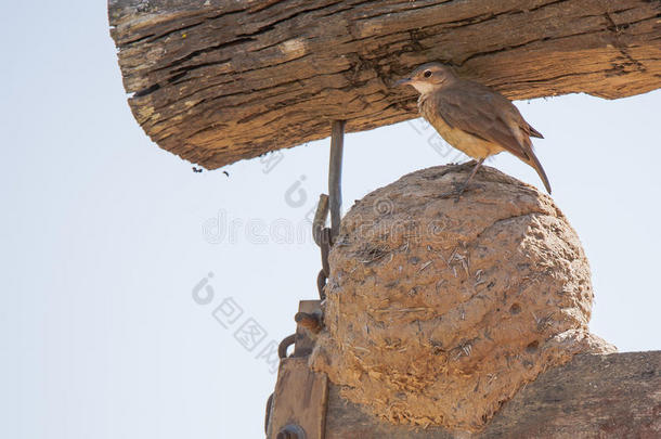 红褐色的hornero(；烤鸟)；站在粘土/泥巢上