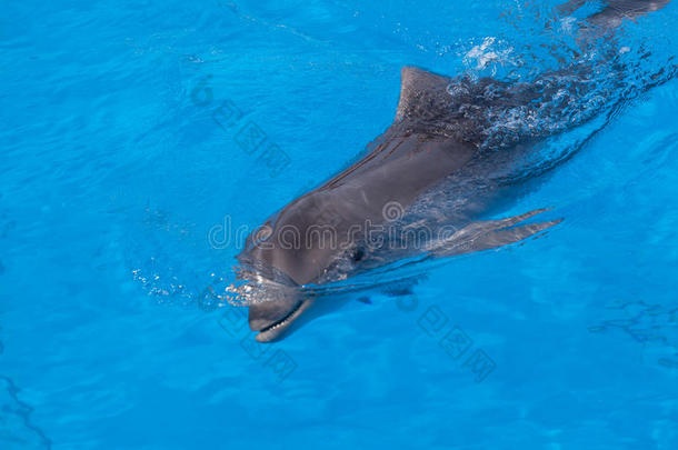 非洲海豚