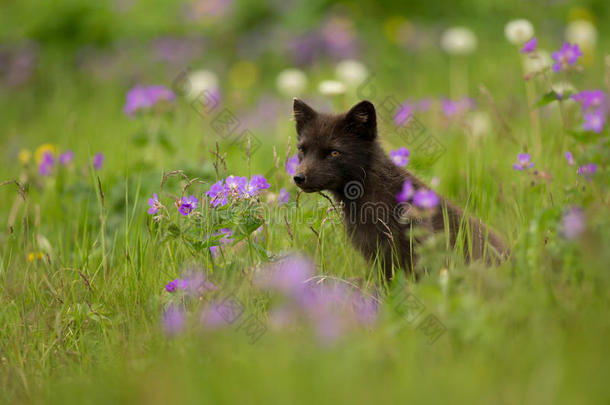 北极狐外阴拉盖普斯在草地上。