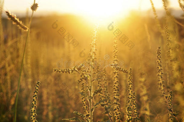 草地上金色的夕阳和豚草