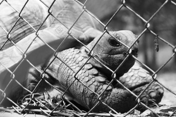 乌龟被困在笼子里，乌龟在爬行。
