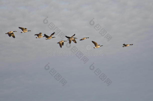 一群加拿大大雁在清晨的天空中飞翔