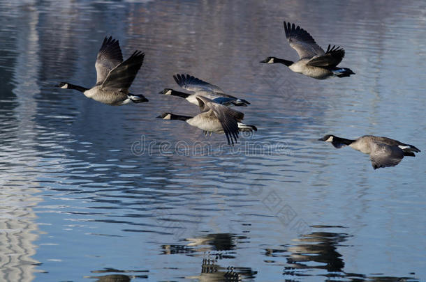 加拿大大雁从湖中起飞
