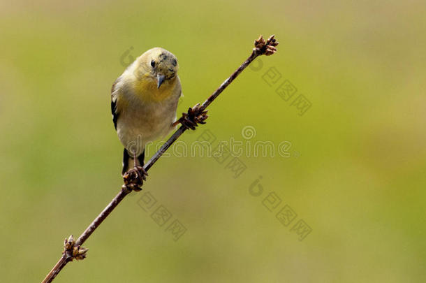 一只黄色<strong>的</strong>小<strong>鸟</strong>坐在<strong>树枝上</strong>。