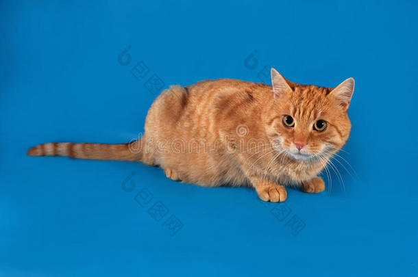蓝色躺着的姜黄色斑纹猫