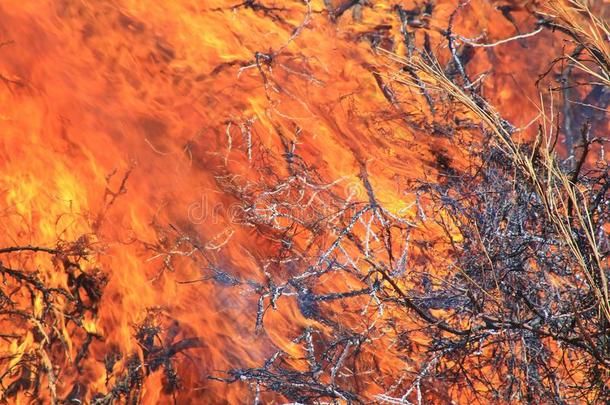 丛林火灾背景-彩色火焰的热量和危险