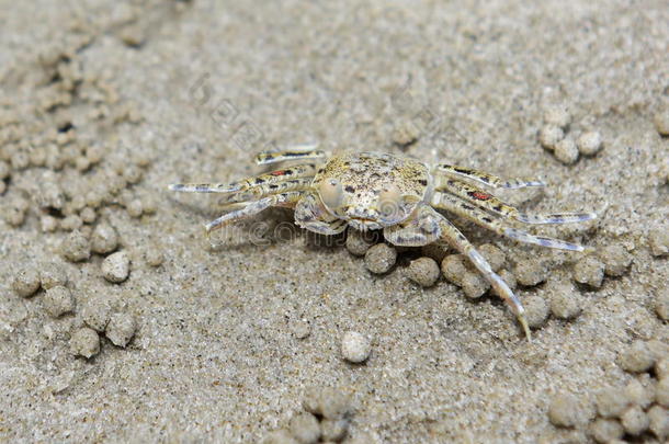 克拉比沙滩上一只螃蟹的特写镜头