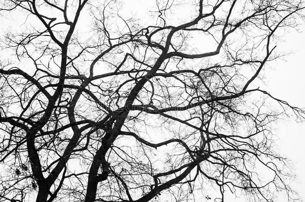 冬日树的树枝