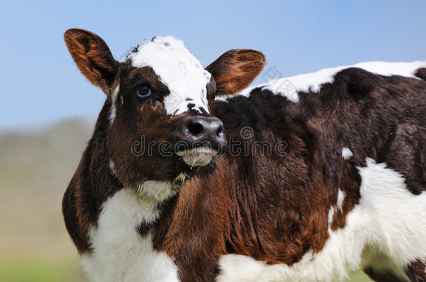 外面春天里可爱的新生小牛