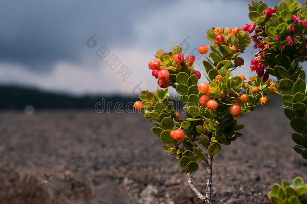 欧荷洛浆果，网状越桔，生长在熔岩上