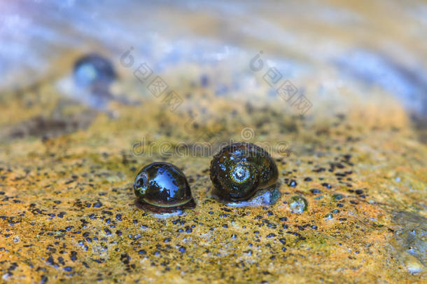 岩石上的一群贻贝和贻贝壳