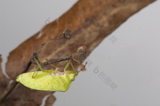 绿<strong>披头士</strong>昆虫宏特写细节