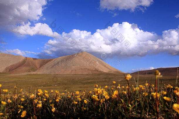 吉尔吉斯斯坦野山<strong>花谷</strong>