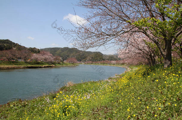 樱花和芥末