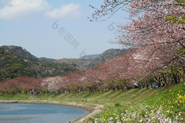 樱花和芥末