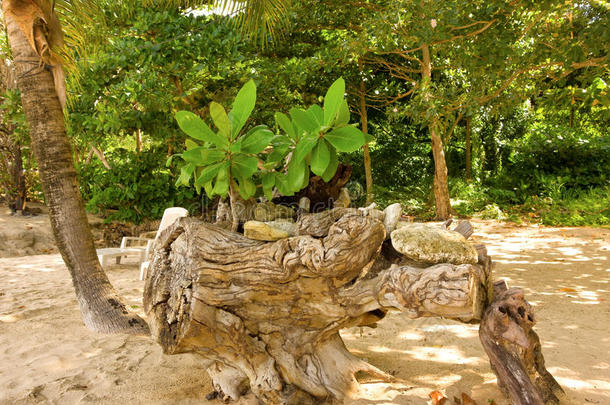 加勒比海海滩上的小杏仁树
