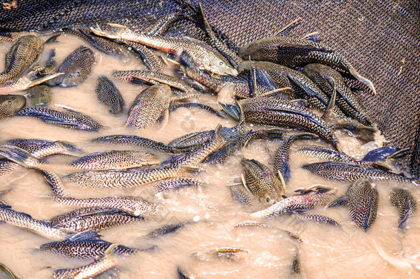在亚马逊河雨林，满是亚马逊鱼类的渔网