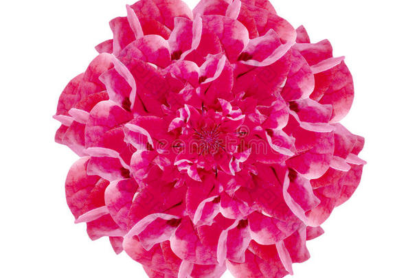 孤立的粉红色花朵装饰装饰品