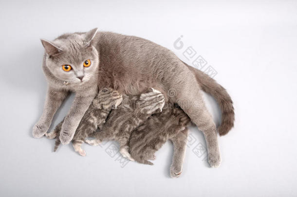 <strong>猫</strong>在喂她的孩子