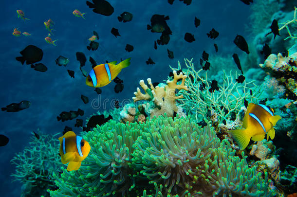 热带珊瑚礁上的小丑鱼和银莲花
