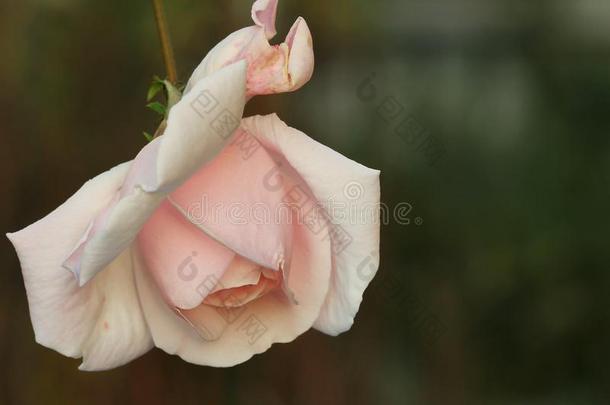 淡粉色玫瑰色