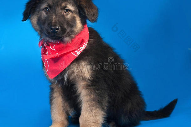 一只黑红相间的毛茸茸的小狗穿着红色的围巾坐在蓝色的上面