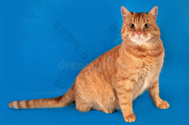 坐在蓝色上面的姜黄色斑纹猫