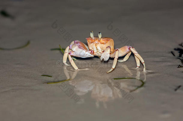 灰色<strong>沙滩</strong>上的<strong>螃蟹</strong>