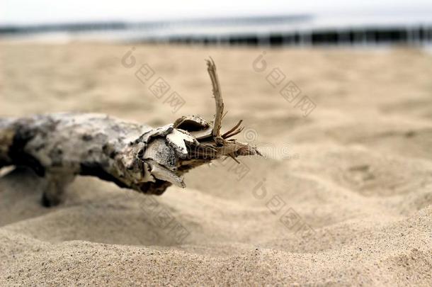 乌斯特罗尼莫尔斯基沙滩上的木树枝