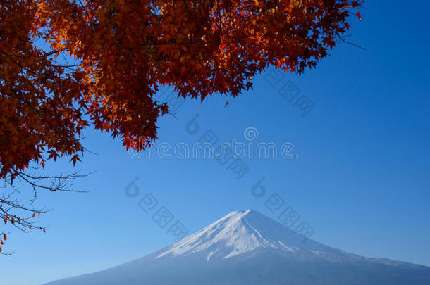 富士山还有枫树