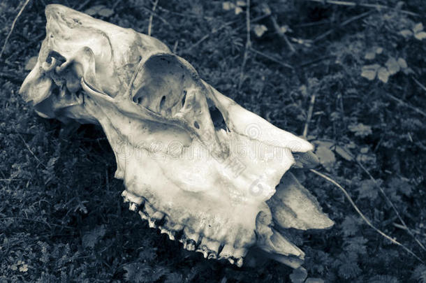 苔藓上的驼鹿头骨