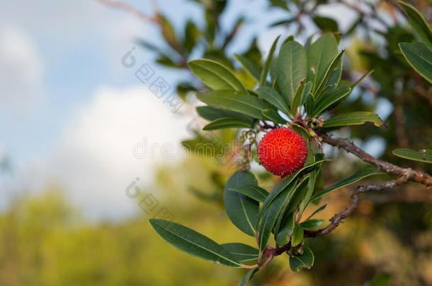 草莓树，甘蔗苹果（<strong>杨梅</strong>）