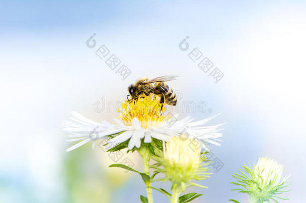 蜜蜂在紫菀花上<strong>采蜜</strong>