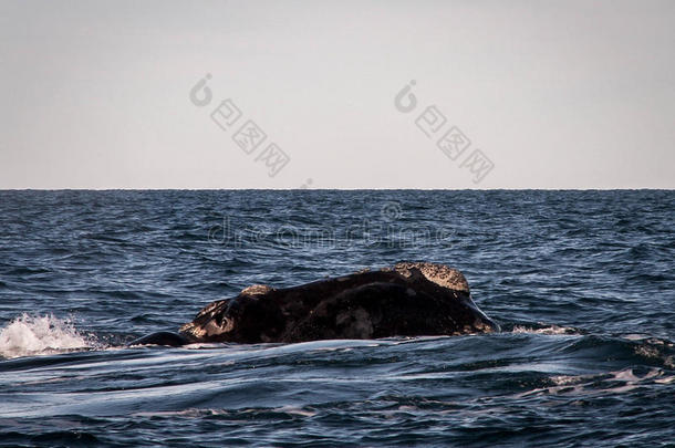 右鲸近距离