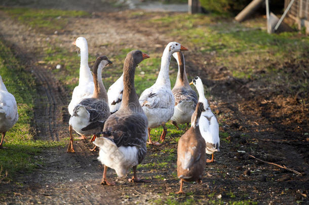 一小群鸭和鹅穿过家禽养殖场