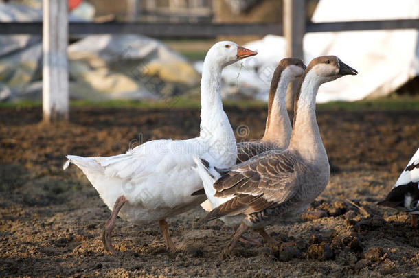 一小群鸭和鹅穿过家禽养殖场