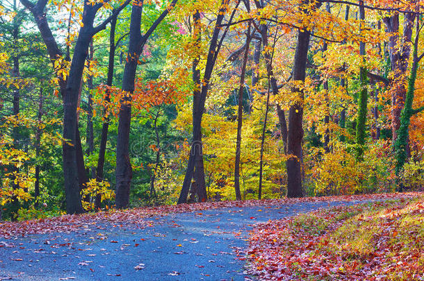 秋天落叶树上的人行道。