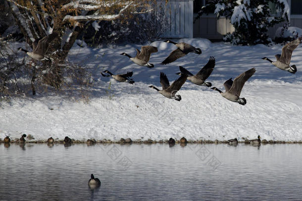 加拿大大雁从冬天的湖里起飞