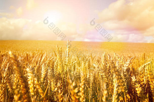 清晨阳光下的小麦