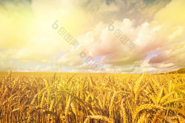清晨阳光下的金色小麦