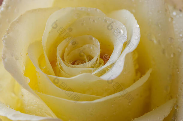 淡黄色带水滴的玫瑰。