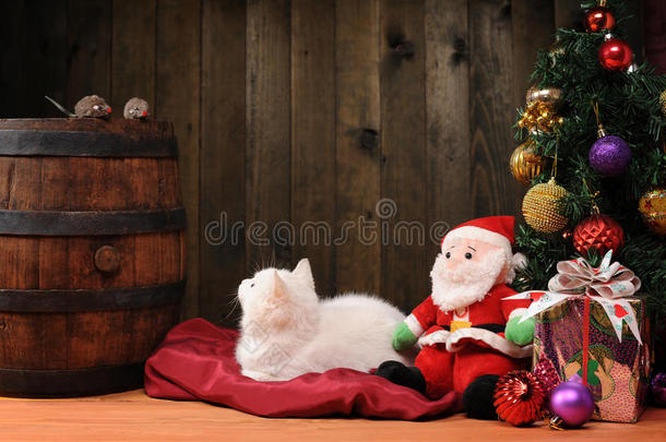 白猫在和圣诞老人玩耍
