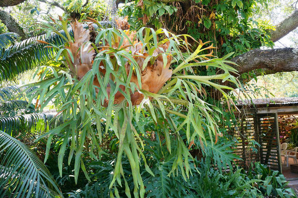 悬挂的盆栽植物
