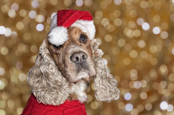 圣诞老人打扮的小狗圣诞节