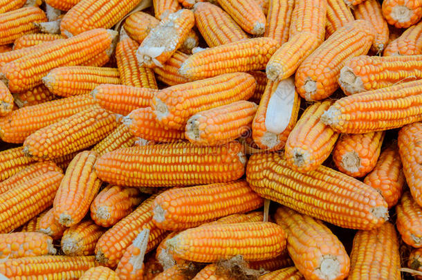 一堆成熟的玉米。玉米收获背景